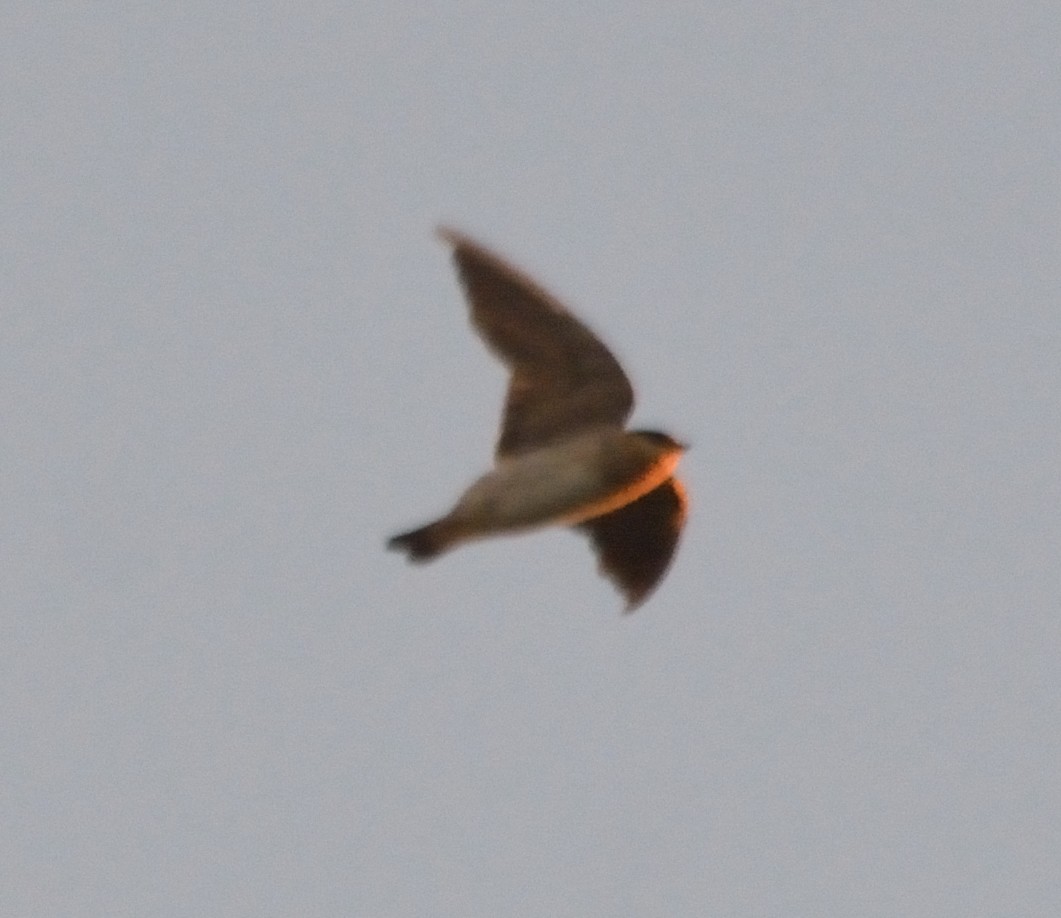 Cave Swallow - ML77265181