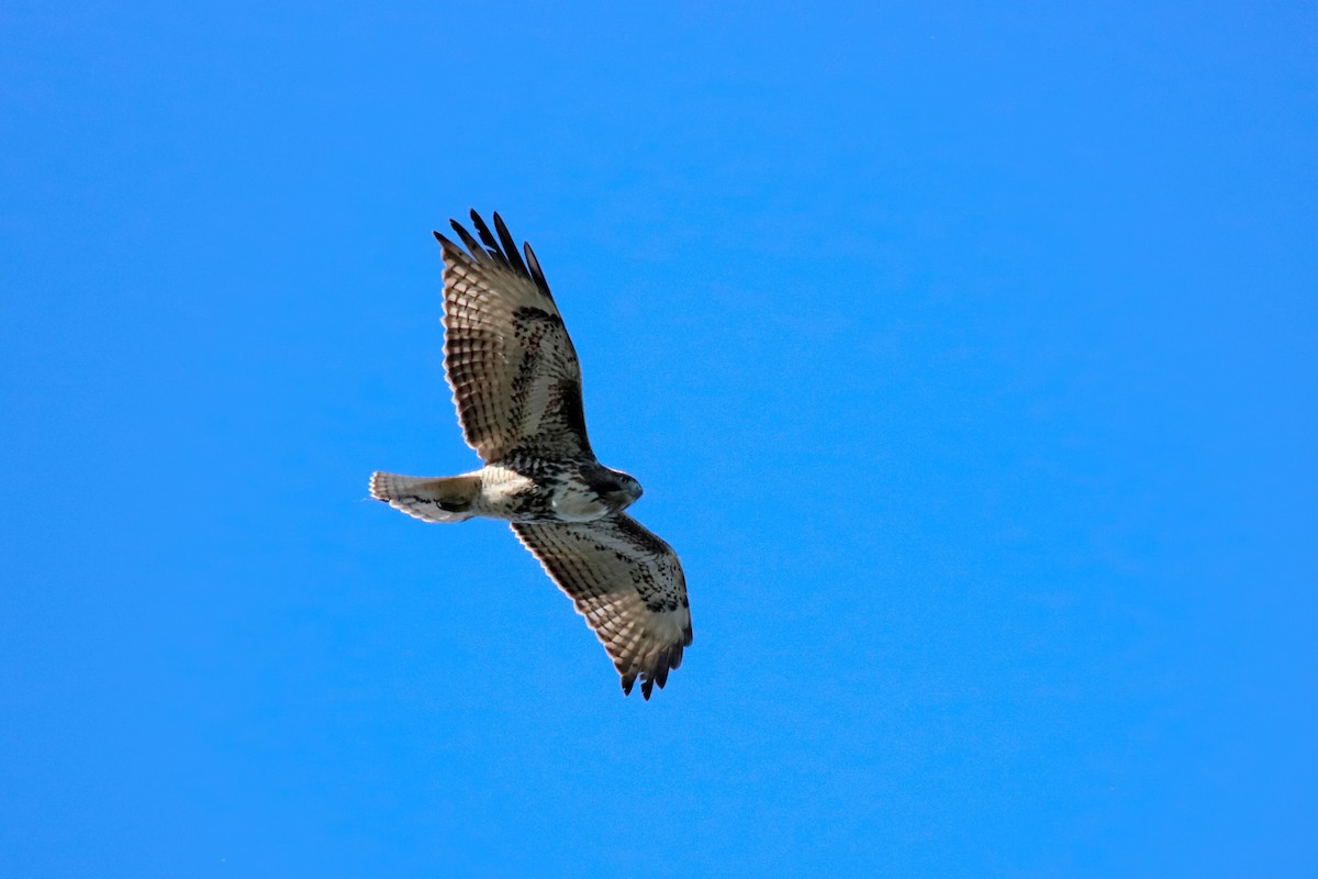 Red-tailed Hawk - ML77267971