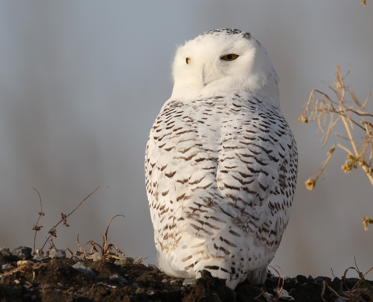 Snowy Owl - Hélène Crête