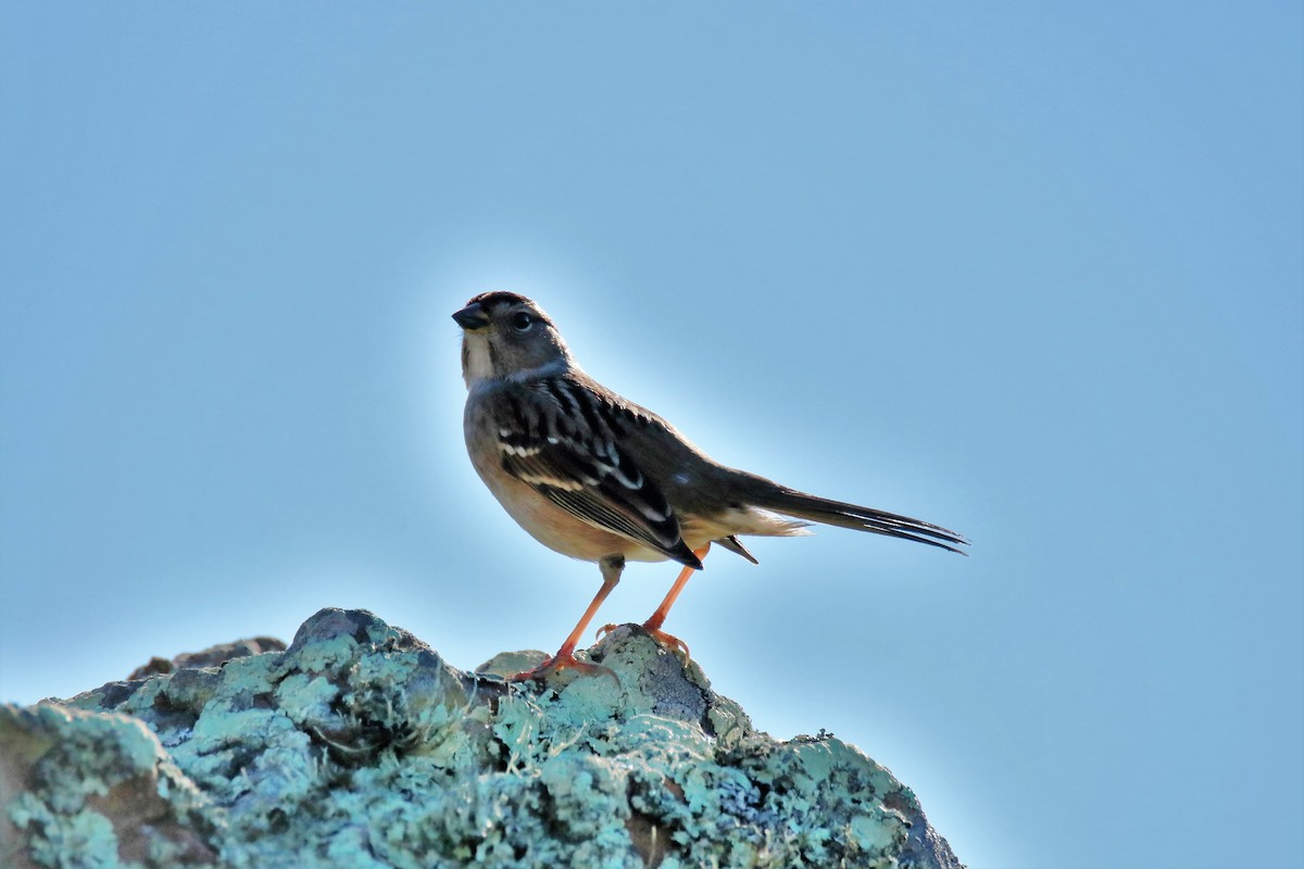 Golden-crowned Sparrow - Mary Erickson