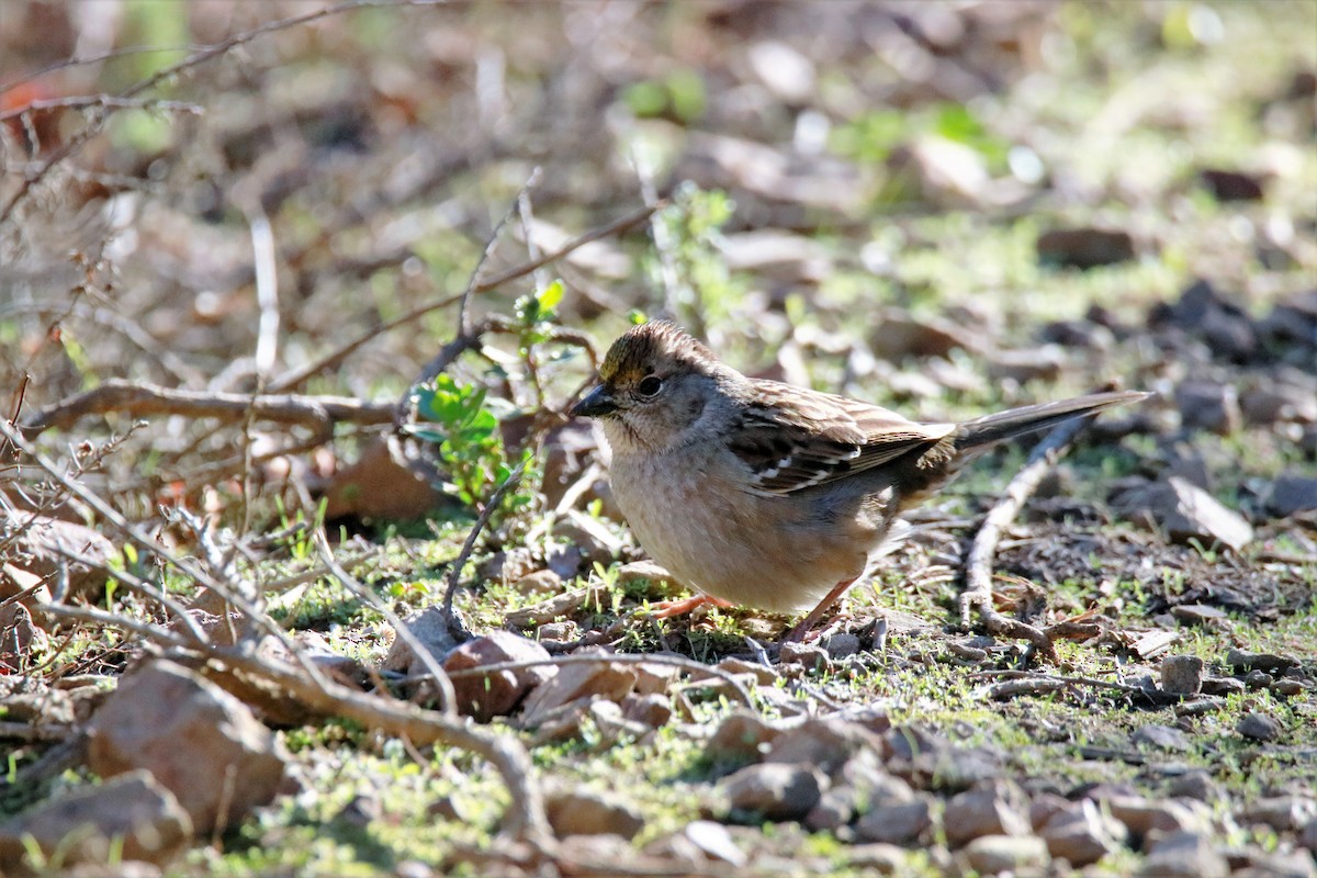 Golden-crowned Sparrow - ML77268351