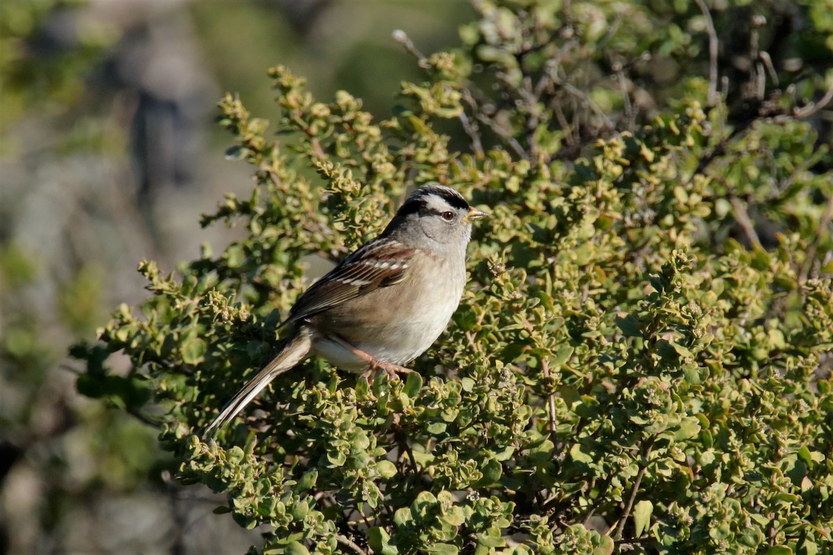 White-crowned Sparrow - ML77268421