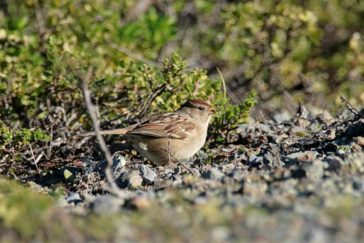 White-crowned Sparrow - ML77268471