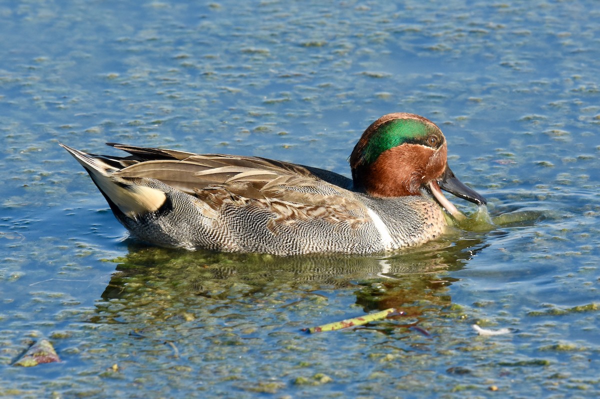 Green-winged Teal - ML77269991