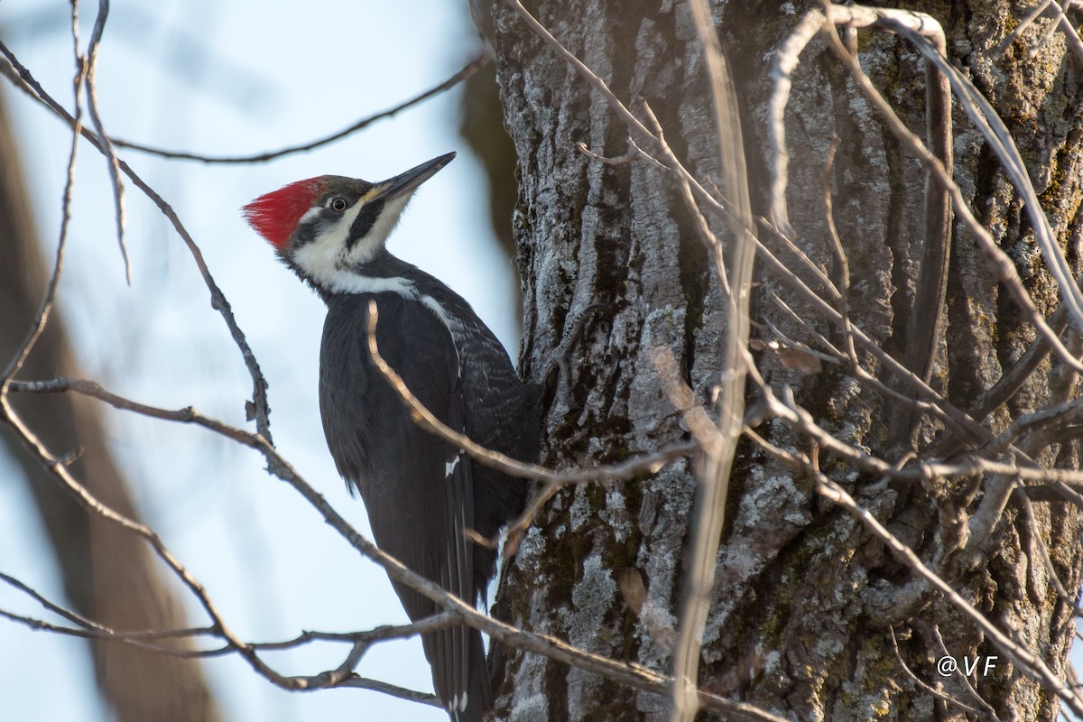 Pileated Woodpecker - V Fournier