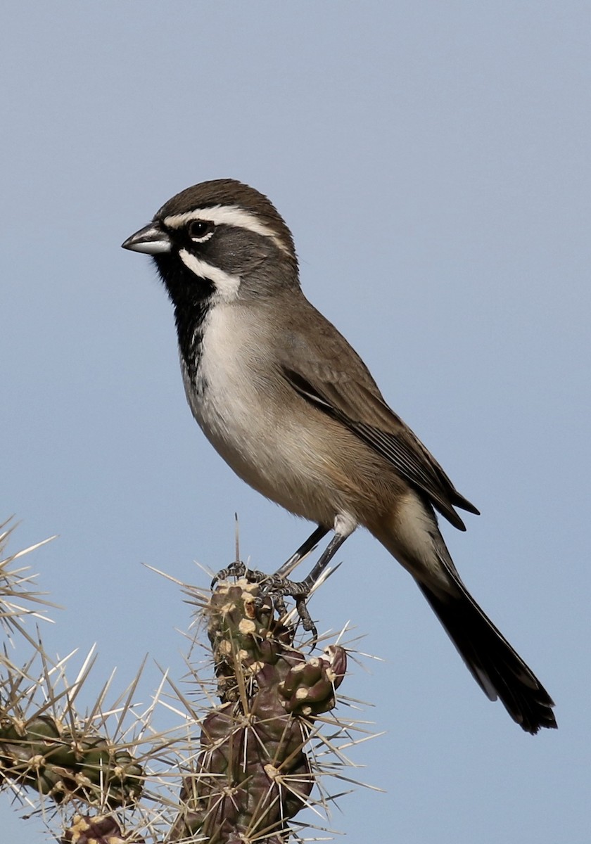 Black-throated Sparrow - ML77273161
