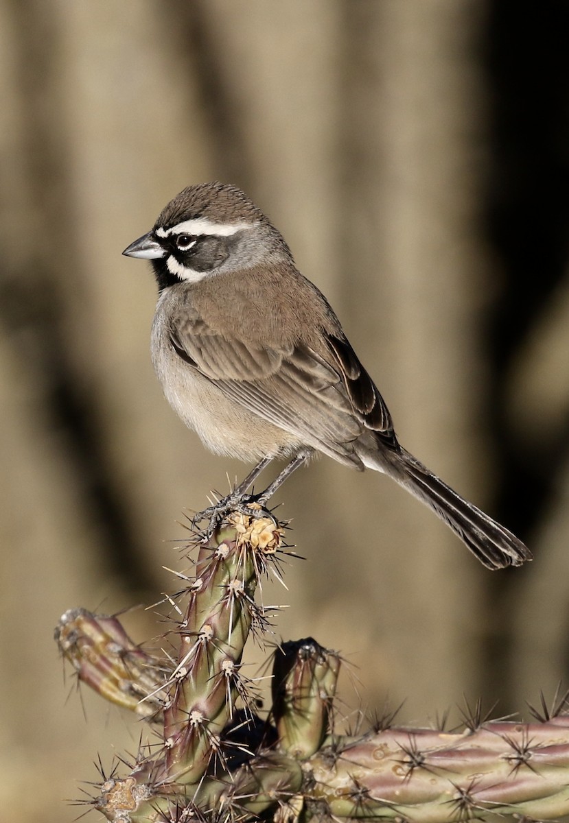Black-throated Sparrow - ML77273171