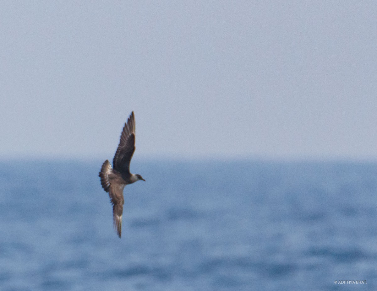 Long-tailed Jaeger - Adithya Bhat