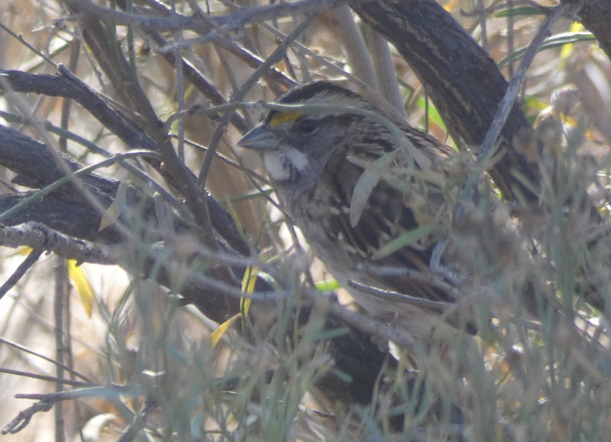 White-throated Sparrow - ML77281051