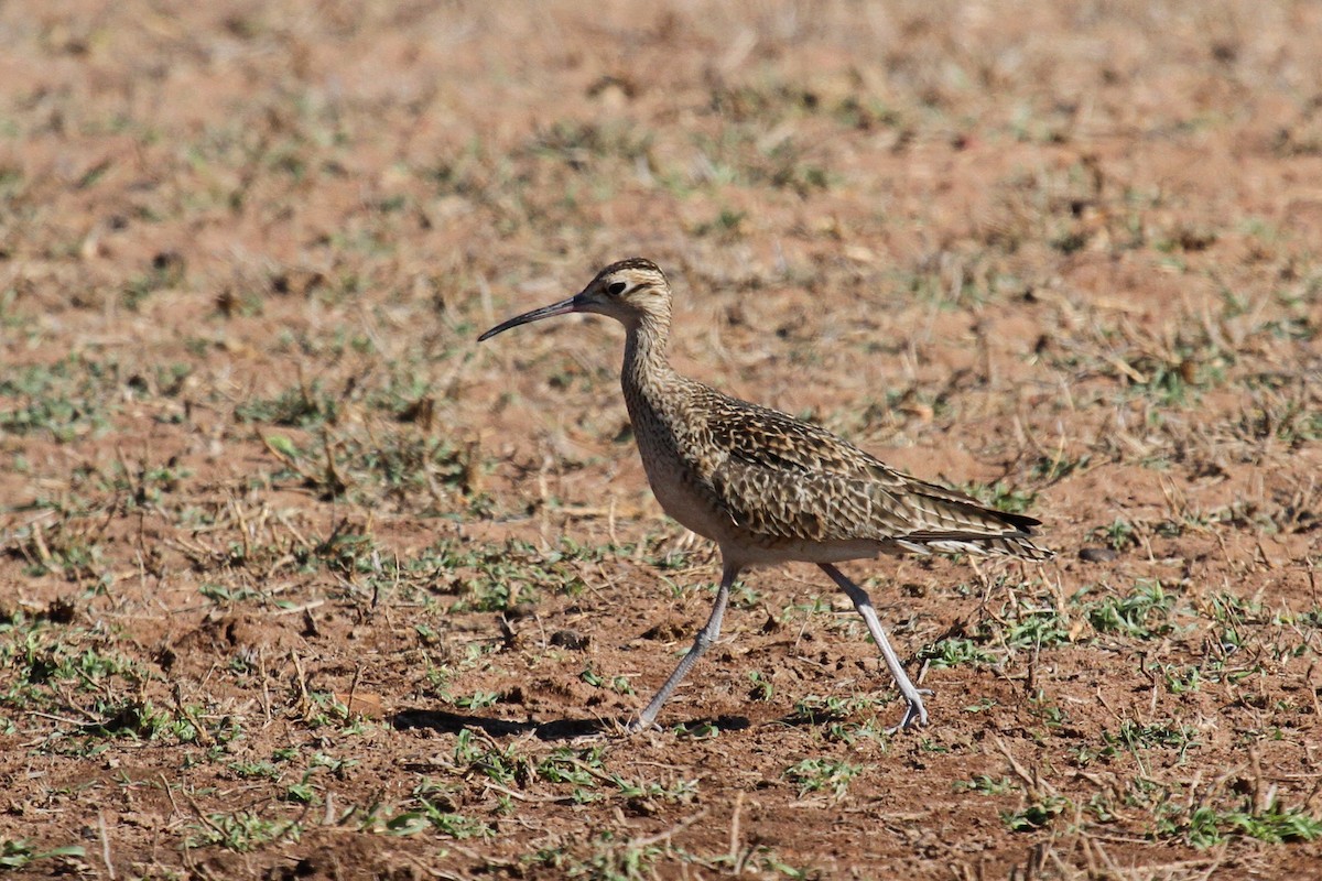 Little Curlew - ML77281861