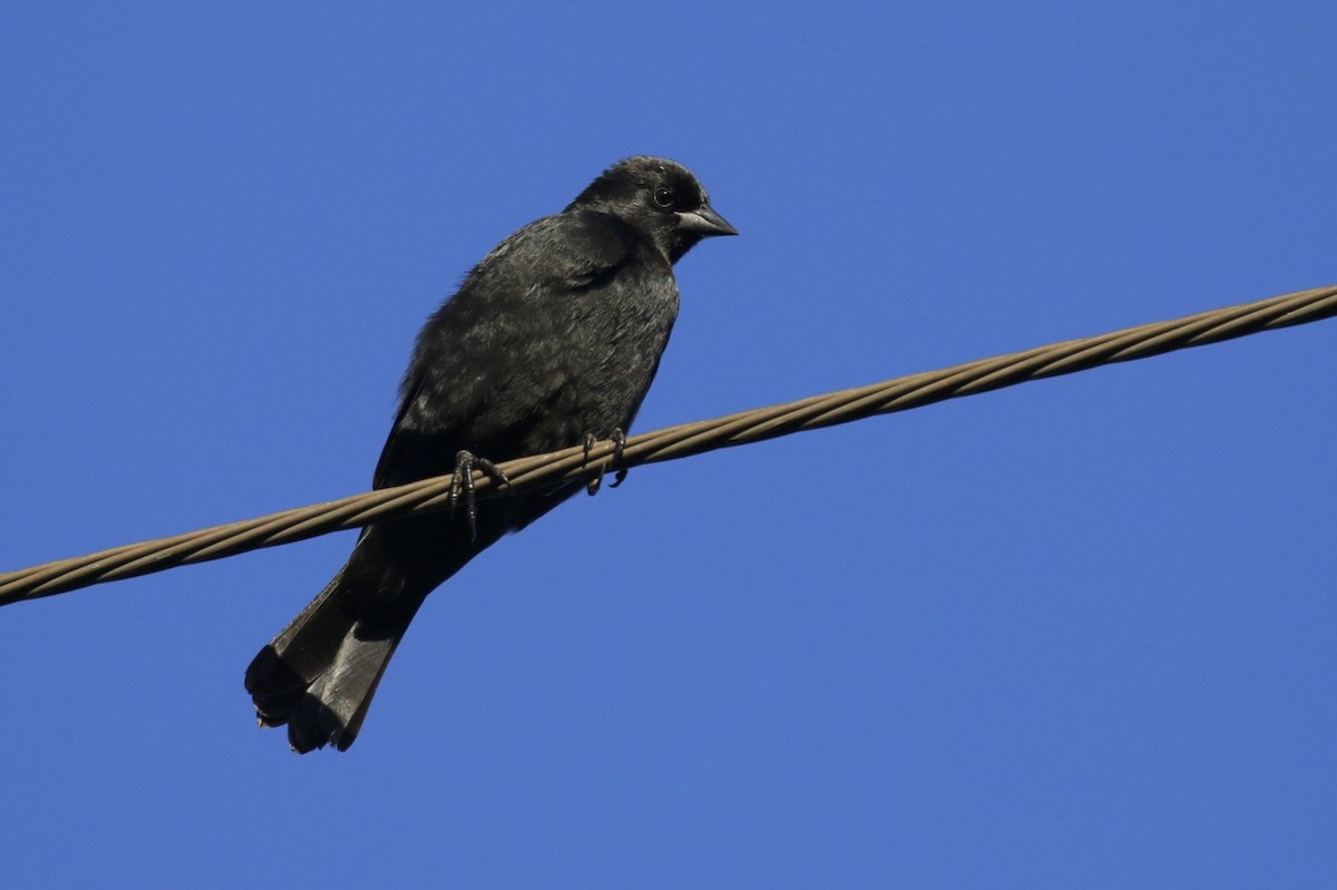 Tawny-shouldered Blackbird - Knut Hansen