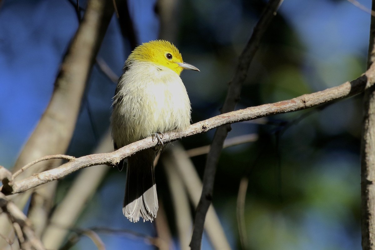 Yellow-headed Warbler - Knut Hansen
