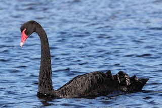 Black Swan, ML77283631
