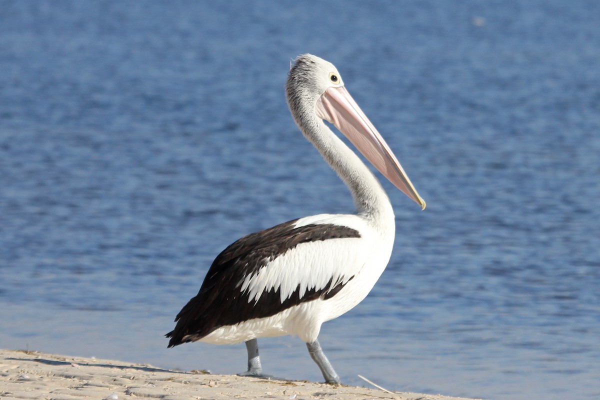 Australian Pelican - Ray Turnbull