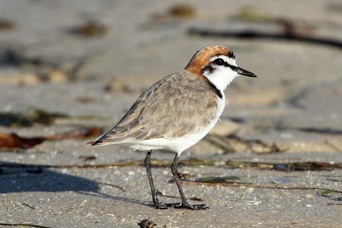 Red-capped Plover - ML77283971