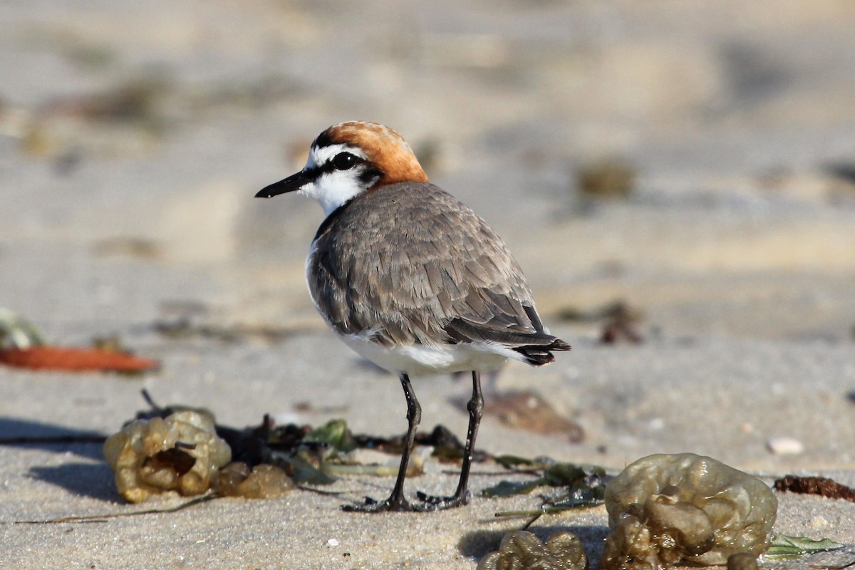 Red-capped Plover - Ray Turnbull