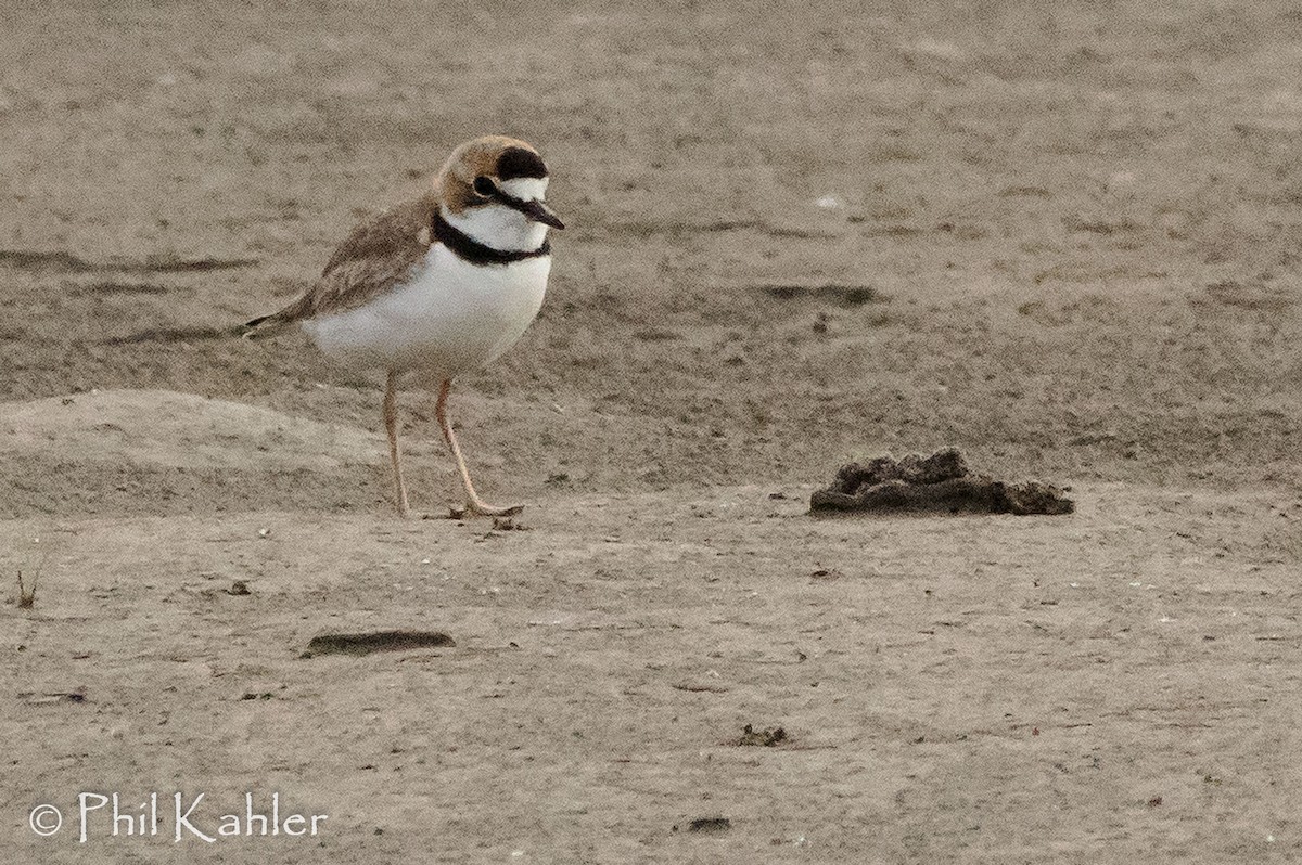 Collared Plover - ML77284051