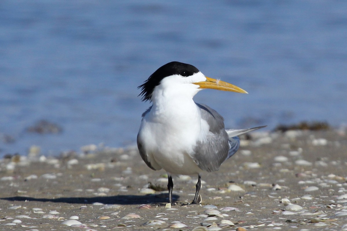 Great Crested Tern - ML77284111
