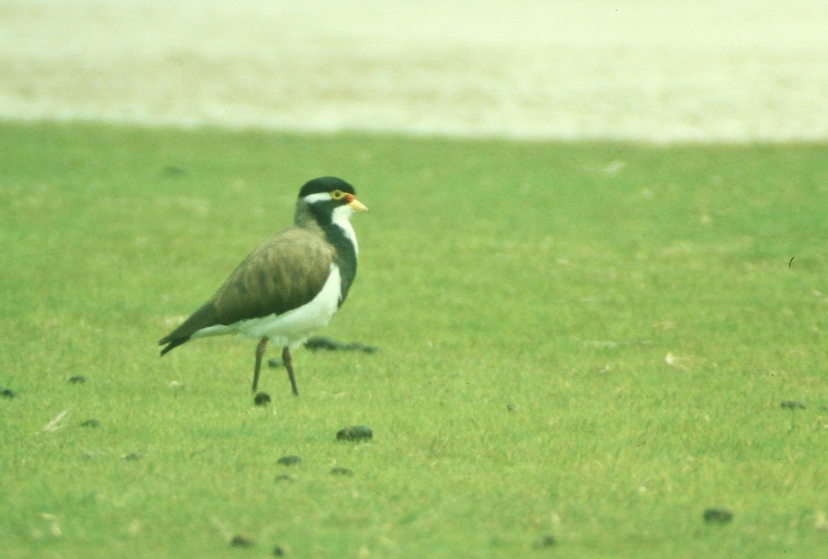 Banded Lapwing - Volker Hesse