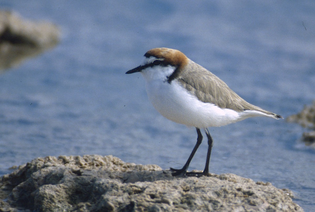 Red-capped Plover - ML77285931