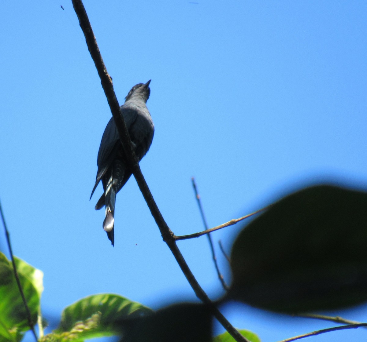 Fork-tailed/Square-tailed Drongo-Cuckoo - Kalaimani Ayuthavel