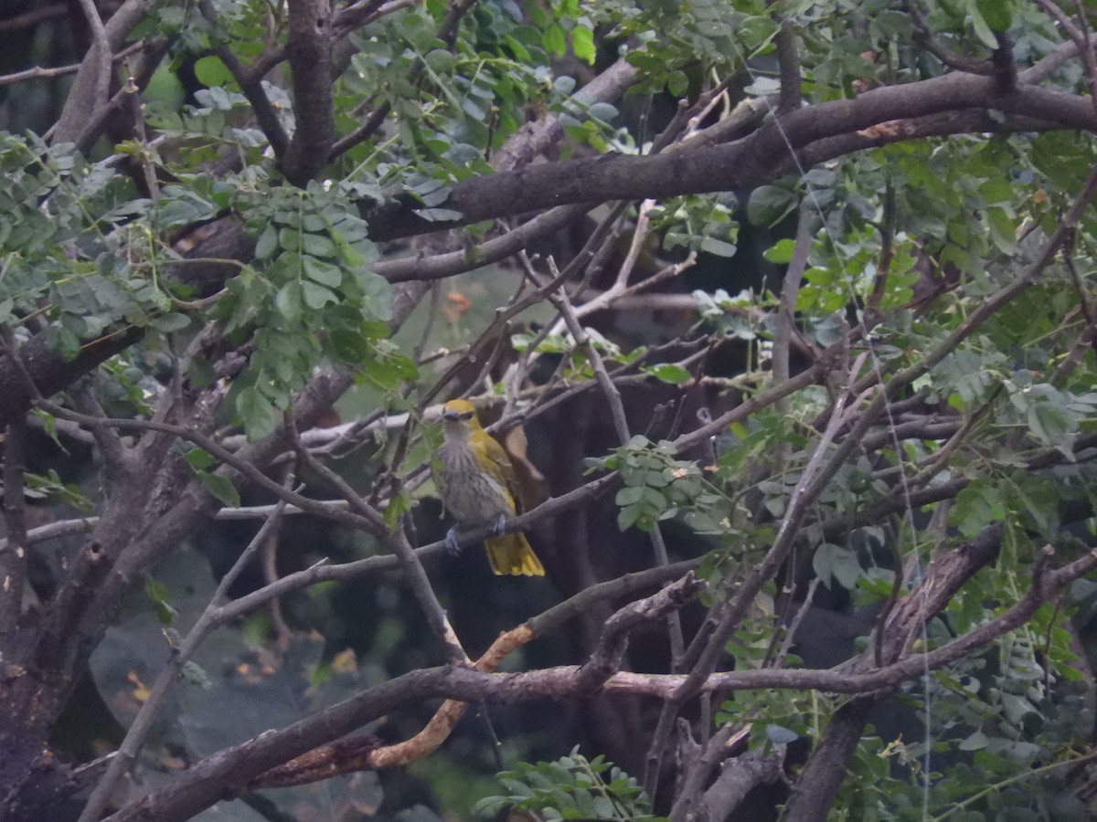 Indian Golden Oriole - ML77286501