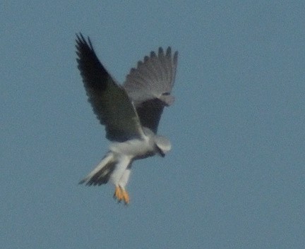 Black-winged Kite (Asian) - Roger Kelsey