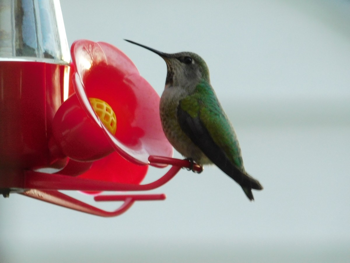 Anna's Hummingbird - ML77287101