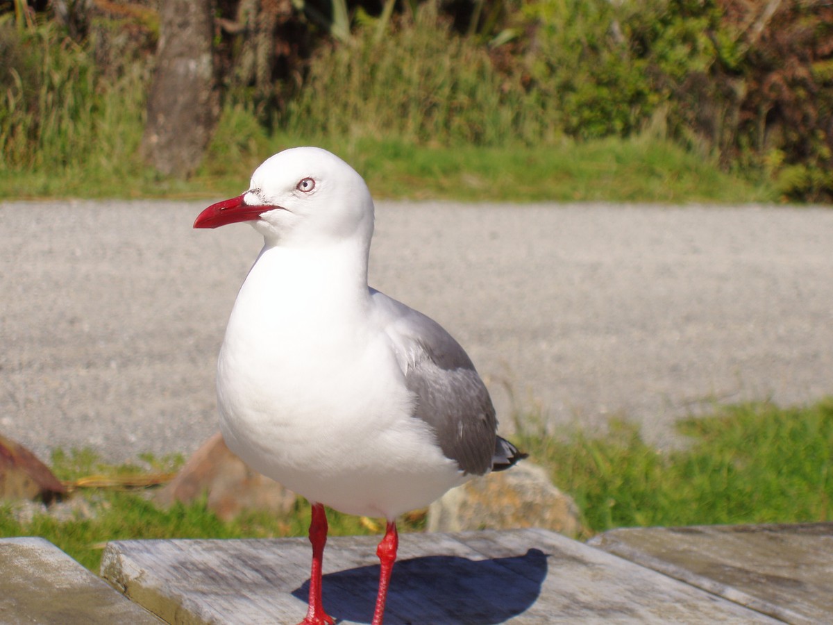 Silver Gull (Red-billed) - Stuart Nicholson