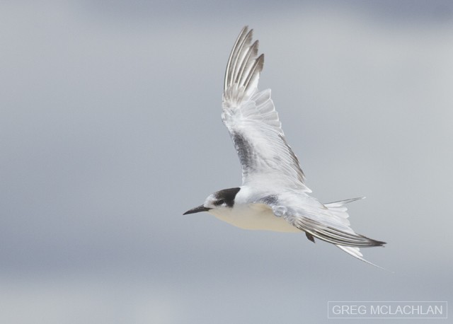 Common Tern (longipennis) - ML77287301