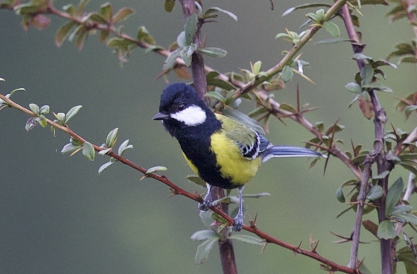 Green-backed Tit - ML77289021