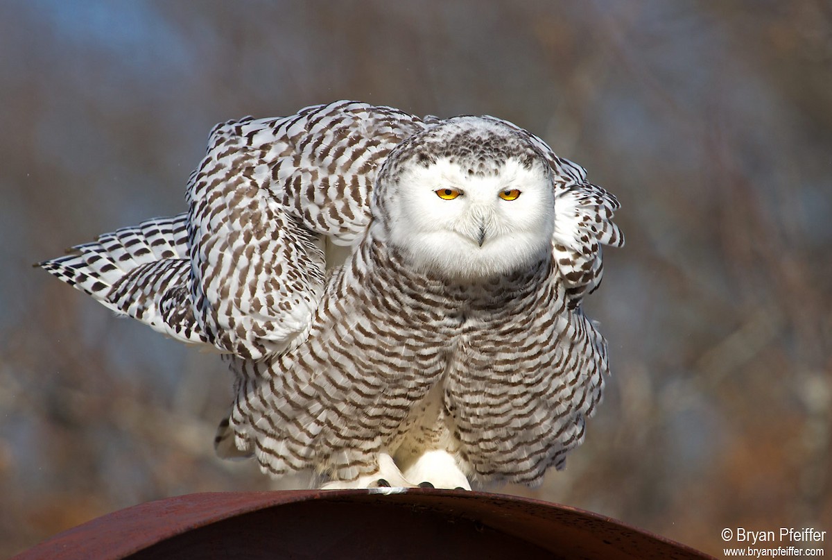 Snowy Owl - Bryan Pfeiffer