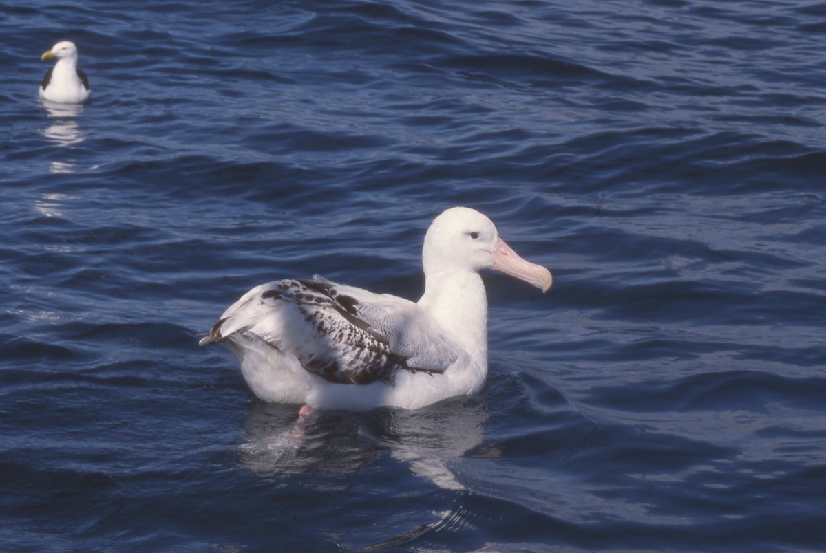 Antipodean Albatross (Gibson's) - Tamas Zeke