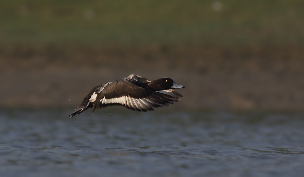 Greater Scaup - ML77297661