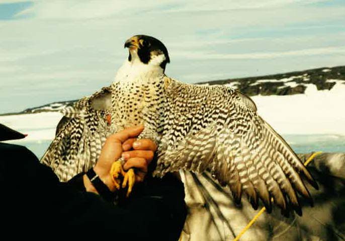 Peregrine Falcon - Burke Korol