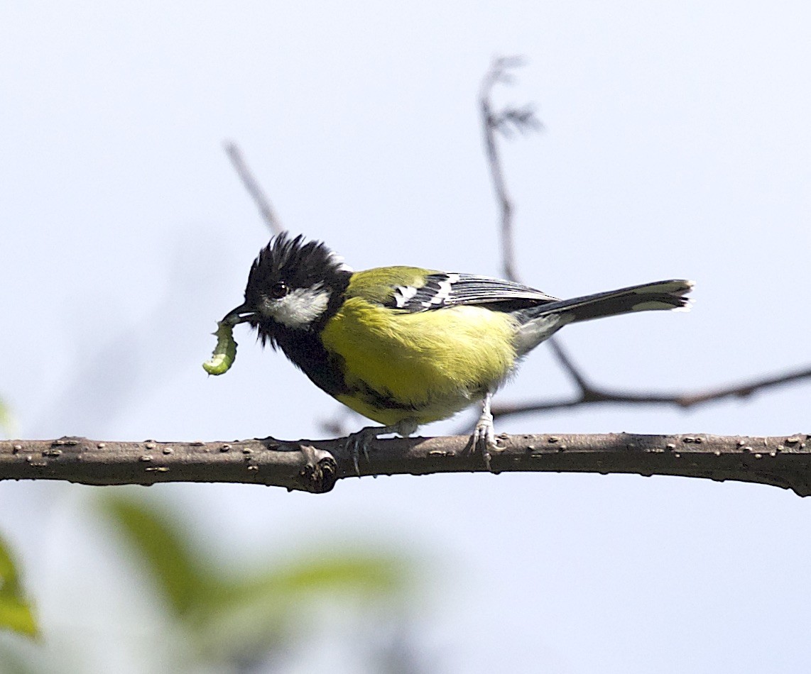 Green-backed Tit - ML77298231