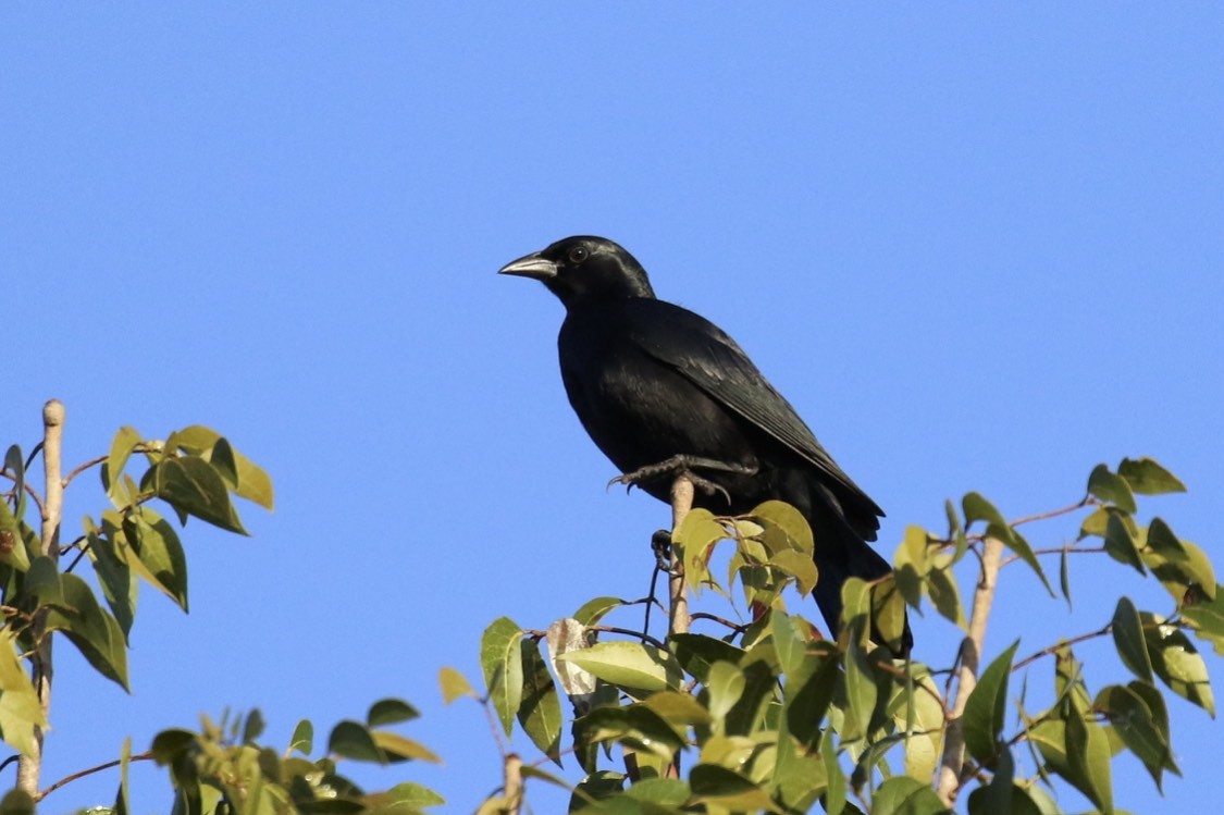 Cuban Blackbird - Knut Hansen