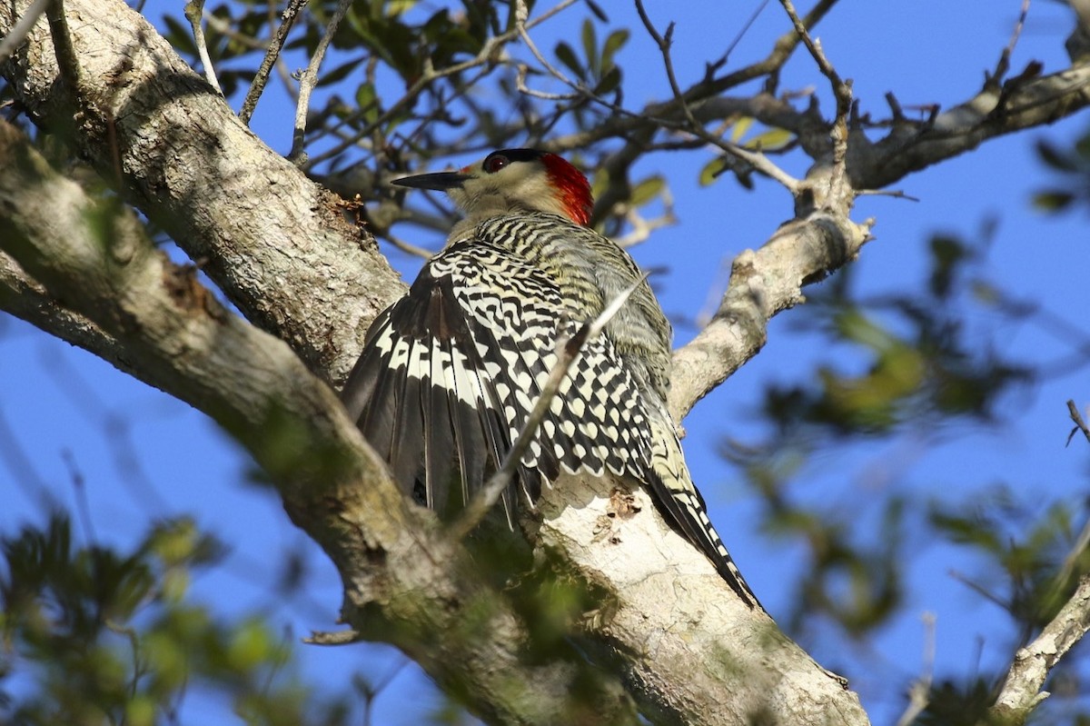 West Indian Woodpecker - Knut Hansen
