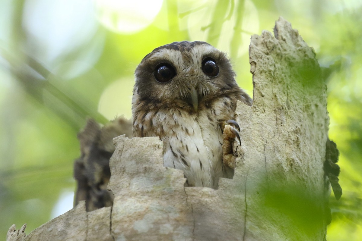 Bare-legged Owl - Knut Hansen