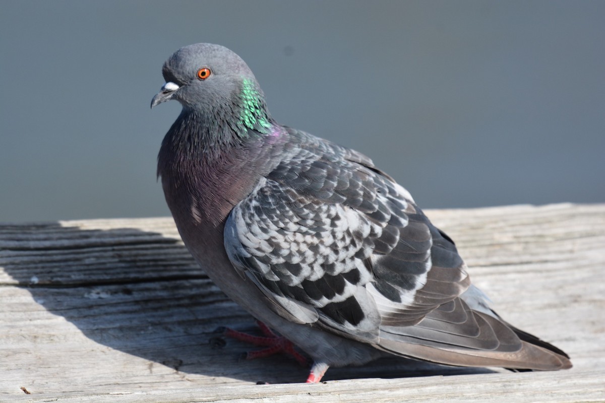 Rock Pigeon (Feral Pigeon) - Harold Donnelly