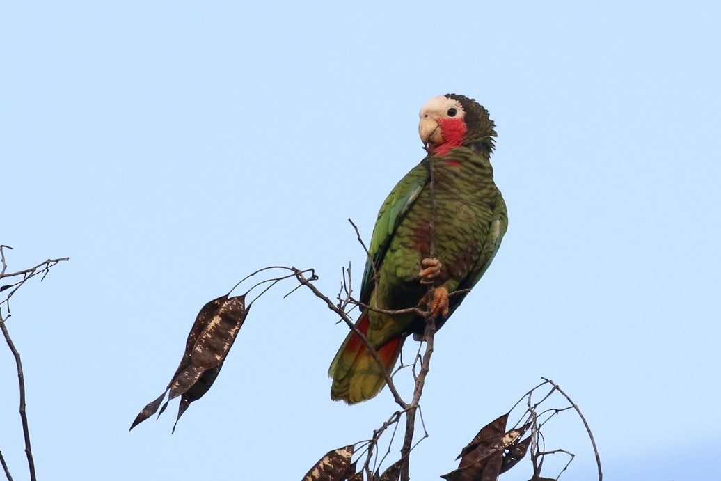 Cuban Parrot (Cuban) - Knut Hansen