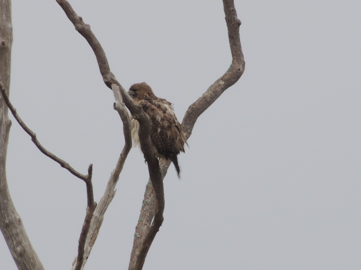 Red-tailed Hawk - ML77302231