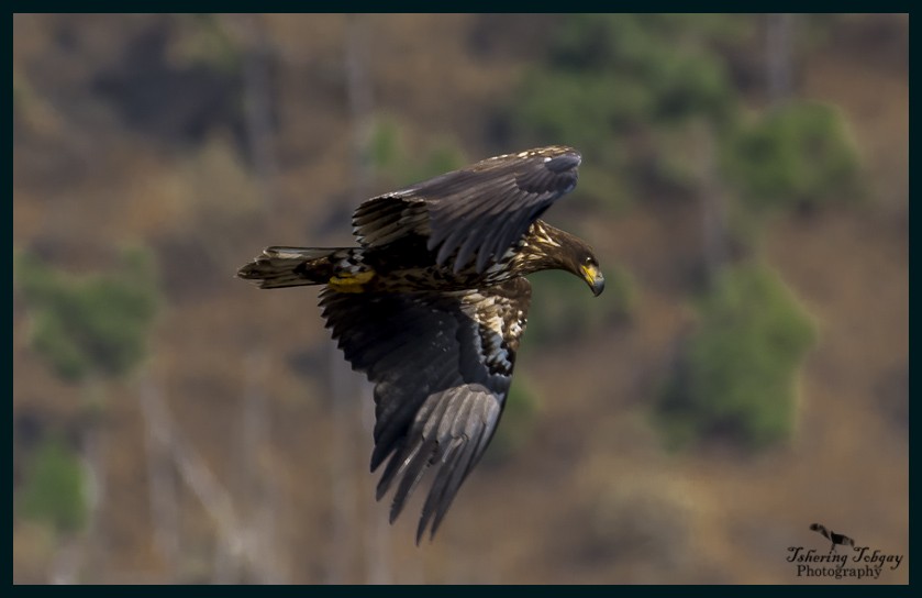 White-tailed Eagle - Tshering Tobgay
