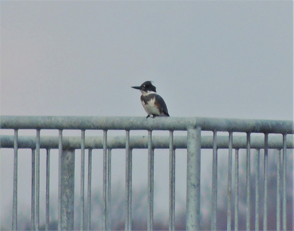 Belted Kingfisher - ML77302671
