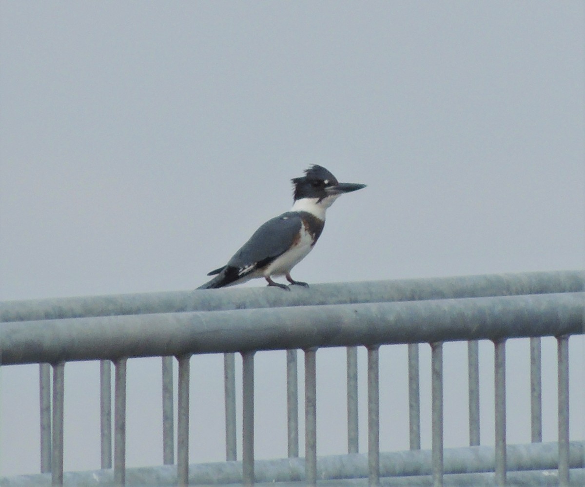 Belted Kingfisher - ML77302681