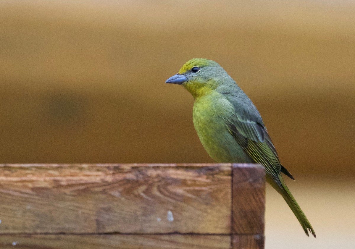 Hepatic Tanager - ML77303301