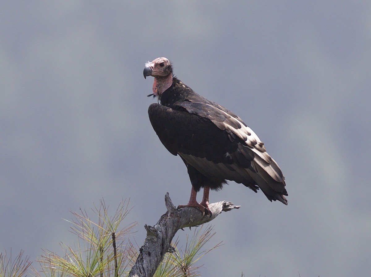Red-headed Vulture - jaya samkutty