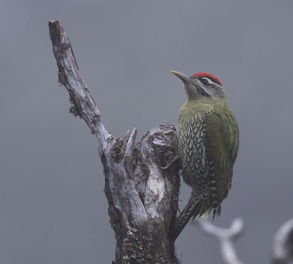 Scaly-bellied Woodpecker - jaya samkutty