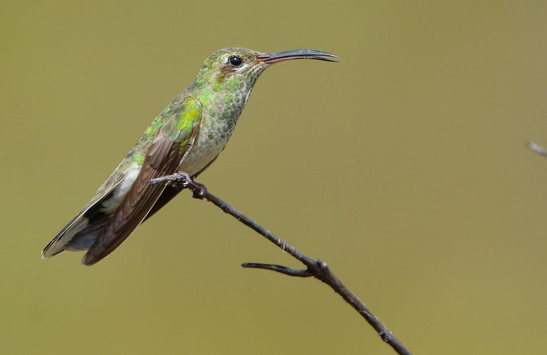 kolibřík rudozobý - ML77306941