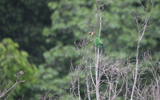  - Vulturine Parrot